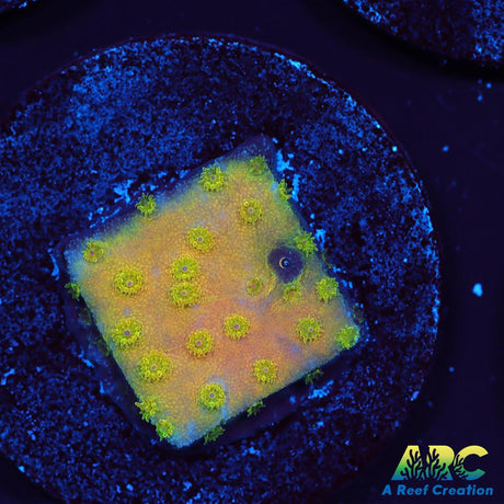 Neon Cyphastrea