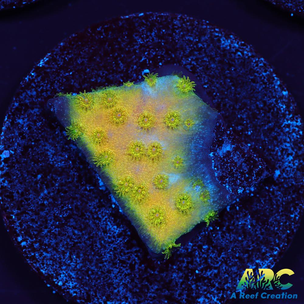 Neon Cyphastrea