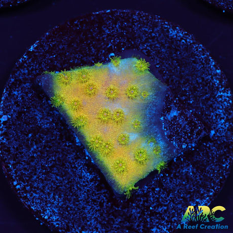 Neon Cyphastrea