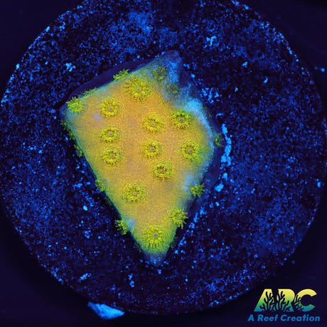 Neon Cyphastrea