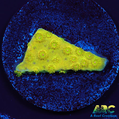 Neon Cyphastrea