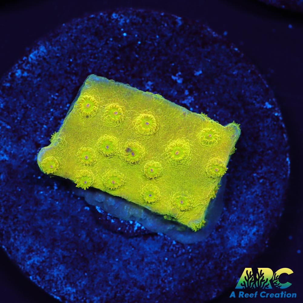 Neon Cyphastrea