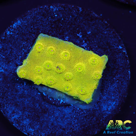 Neon Cyphastrea