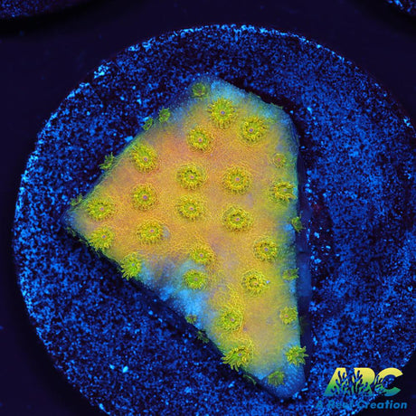 Neon Cyphastrea