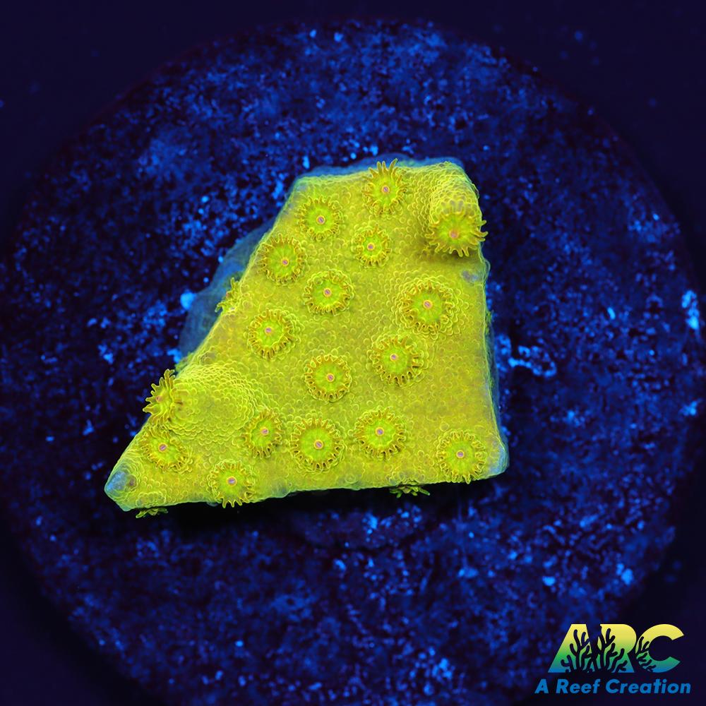 Neon Cyphastrea