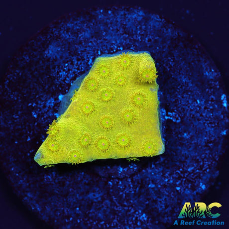 Neon Cyphastrea