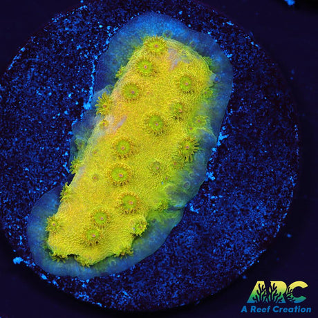 Neon Cyphastrea