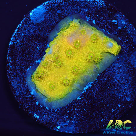 Neon Cyphastrea