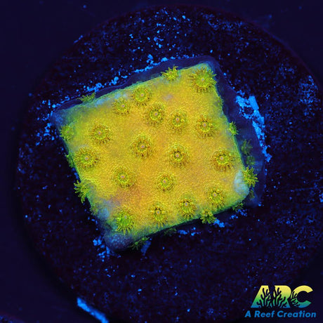 Neon Cyphastrea