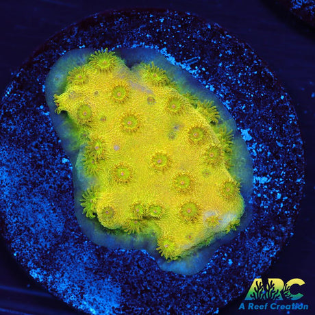 Neon Cyphastrea