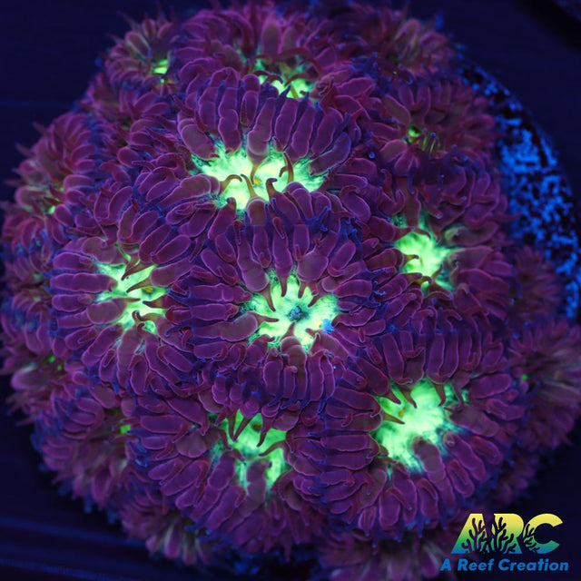 ARC Red Velvet Blastomussa Merletti