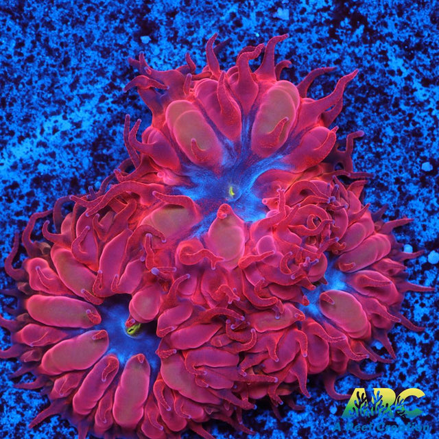 ECC Blue Raven Blastomussa Merletti