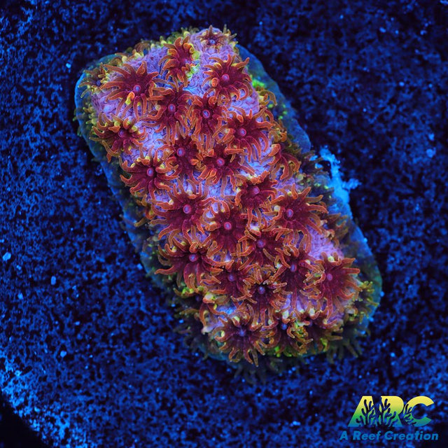 WWC Skittles Bomb Cyphastrea