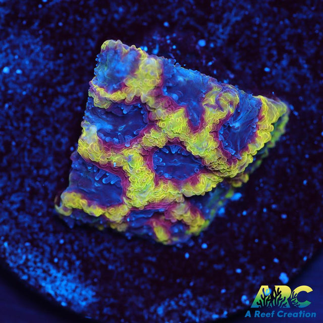 ARC Pacman Favia