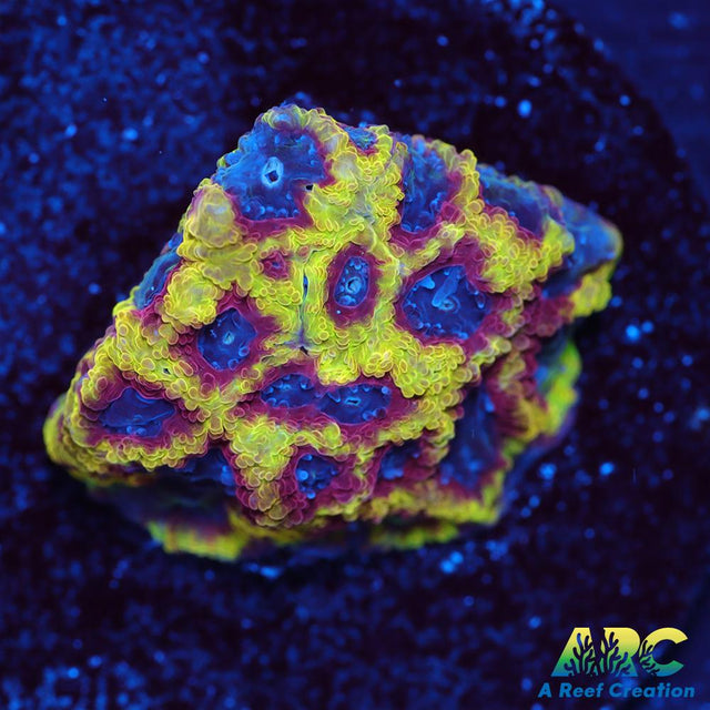 ARC Pacman Favia