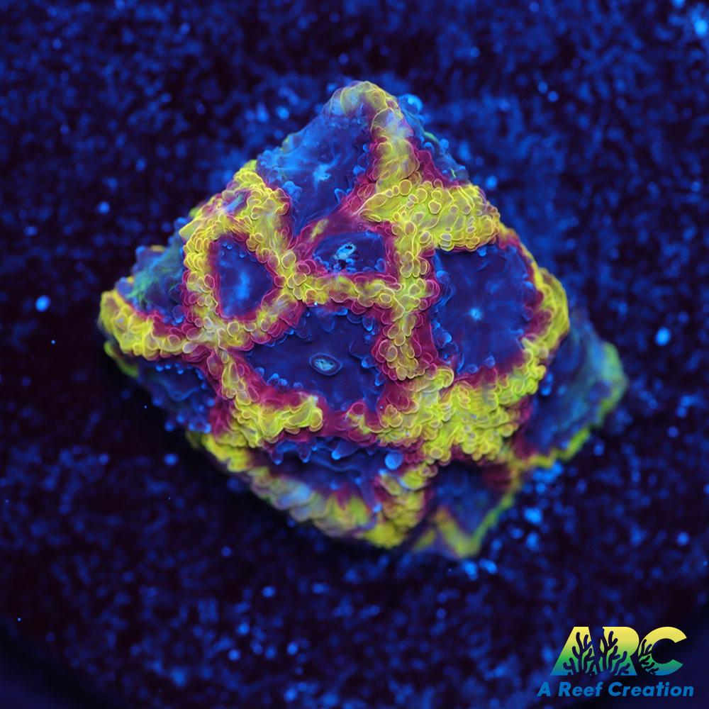 ARC Pacman Favia