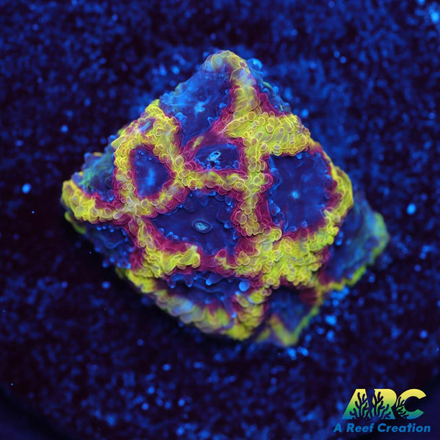 ARC Pacman Favia