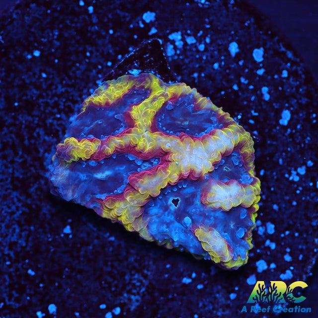 ARC Pacman Favia
