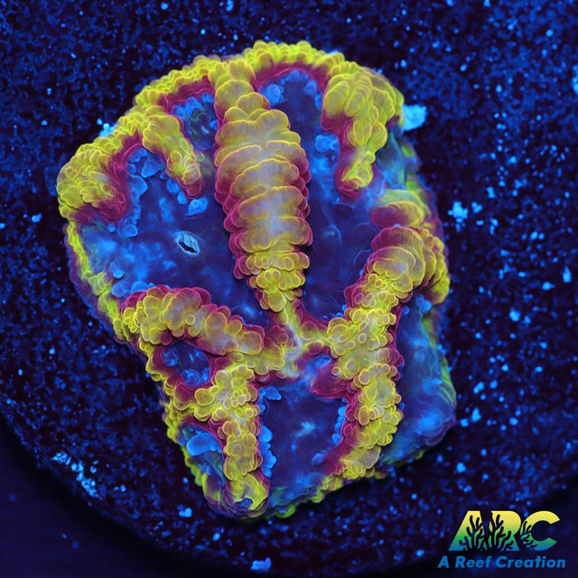 ARC Pacman Favia