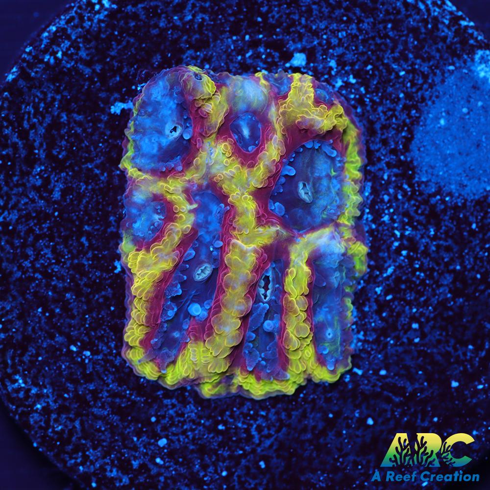 ARC Pacman Favia