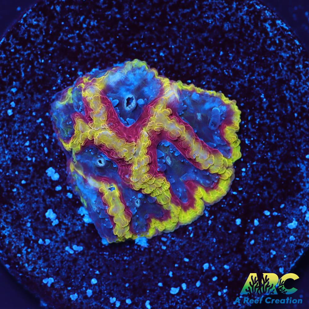ARC Pacman Favia
