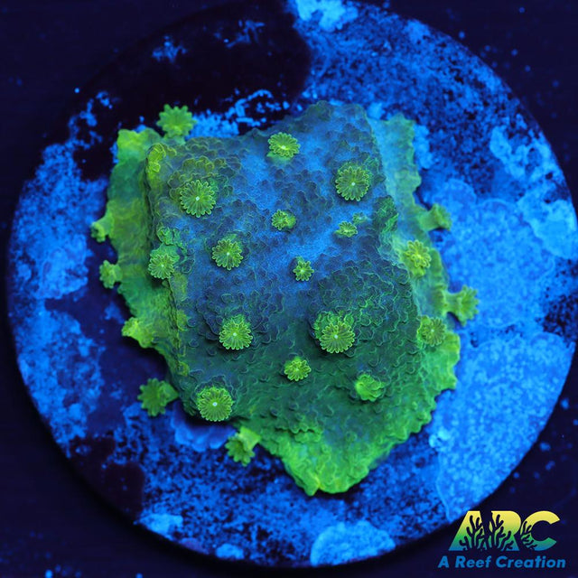 Blue and Green Astreopora