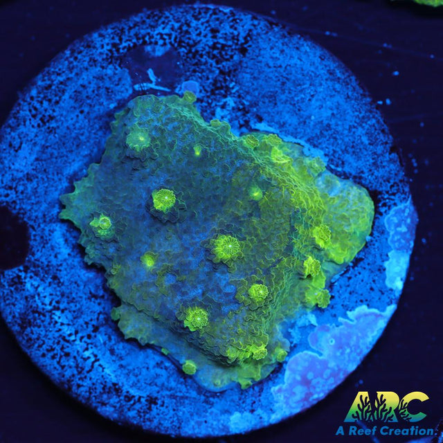 Blue and Green Astreopora