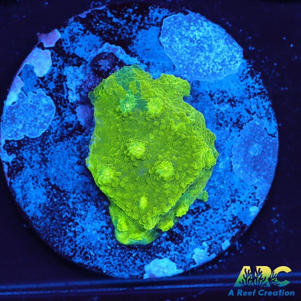 Blue and Green Astreopora