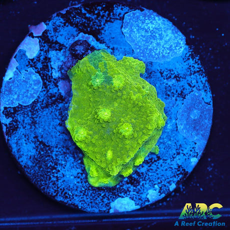 Blue and Green Astreopora