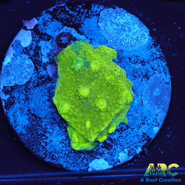 Blue and Green Astreopora