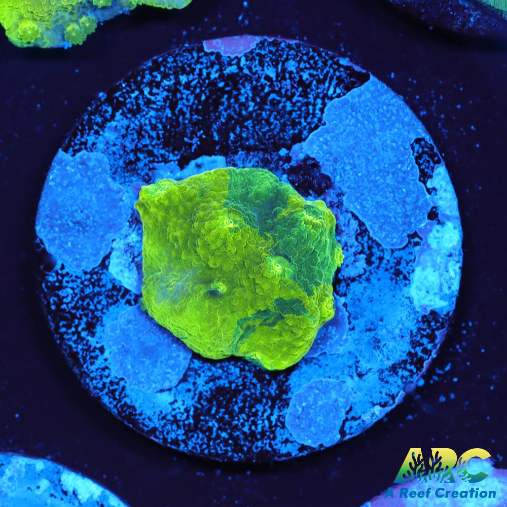 Blue and Green Astreopora