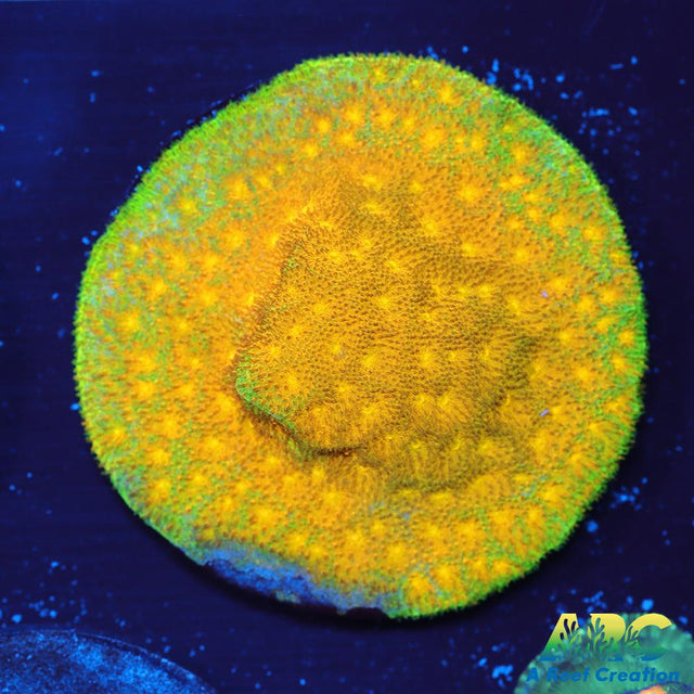 Electric Lettuce Psammocora