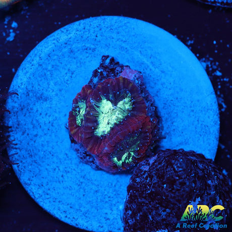 ARC Red Ring Micro