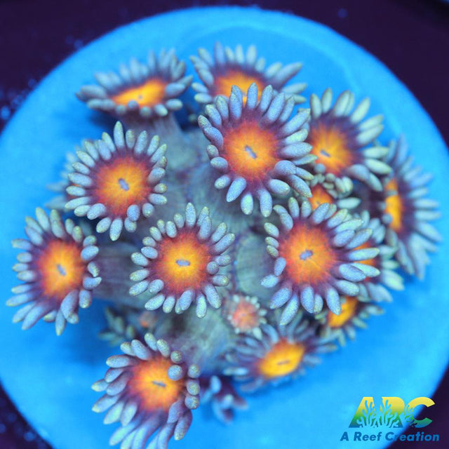 ARC Sunflower Goni