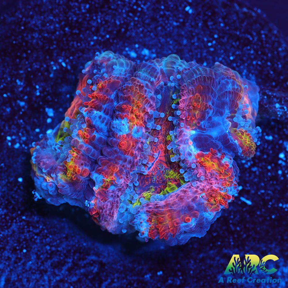 ARC Scylla Acan