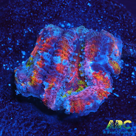 ARC Scylla Acan