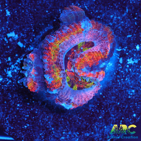 ARC Scylla Acan