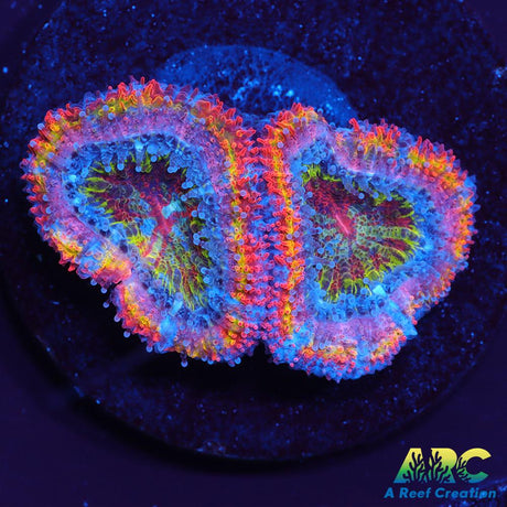 ARC Scylla Acan