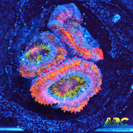 ARC Scylla Acan