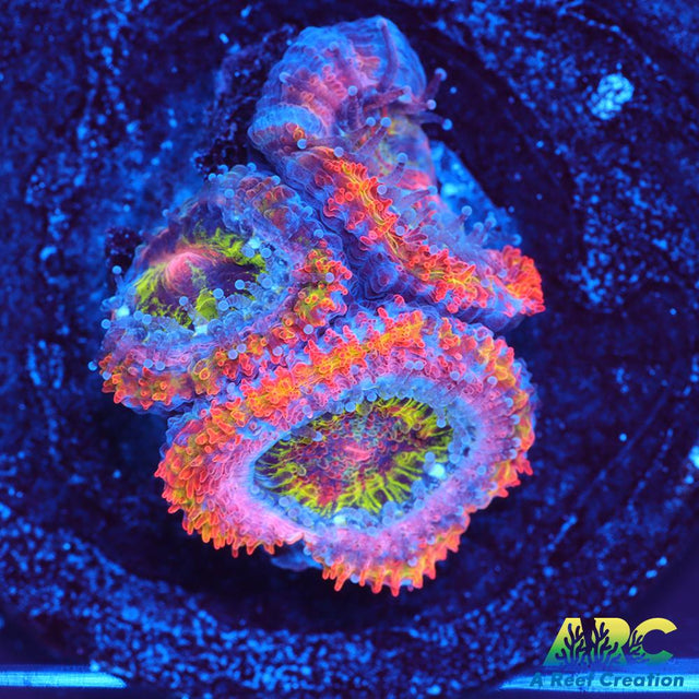 ARC Scylla Acan
