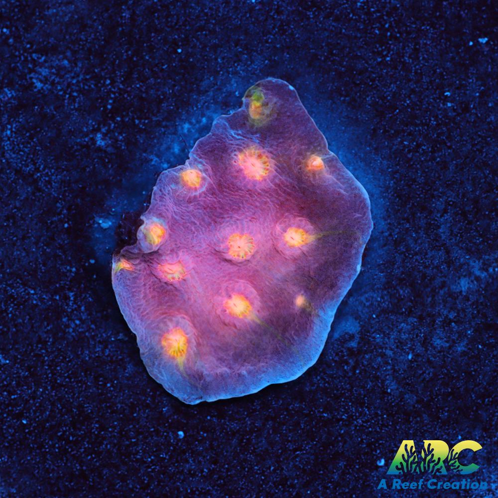 ARC Halley's Comet Scrolling Cyphastrea