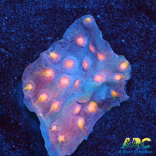 ARC Halley's Comet Scrolling Cyphastrea