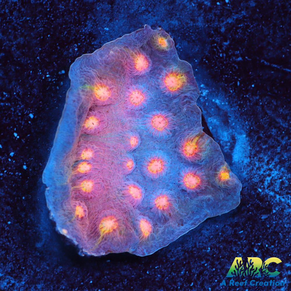 ARC Halley's Comet Scrolling Cyphastrea