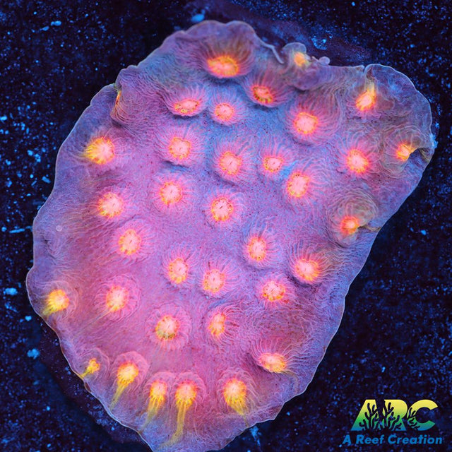 ARC Halley's Comet Scrolling Cyphastrea