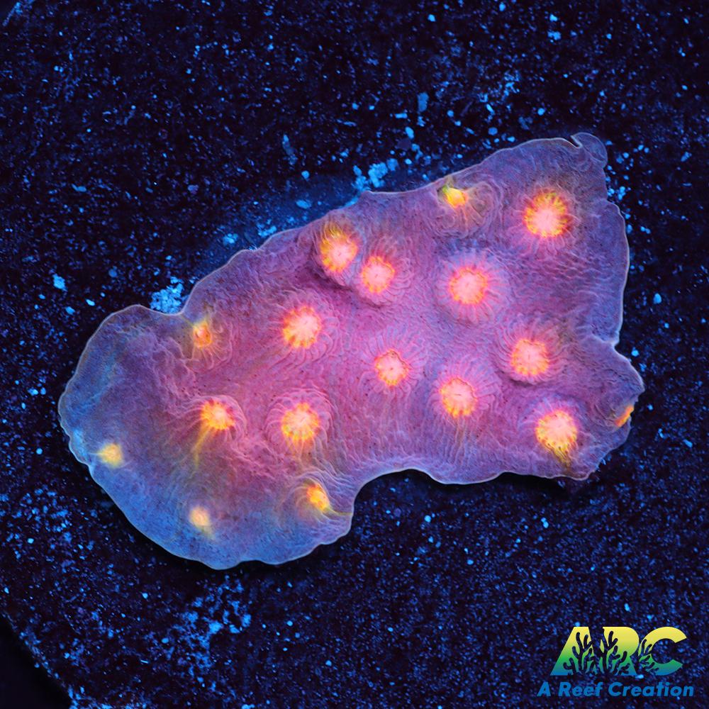 ARC Halley's Comet Scrolling Cyphastrea