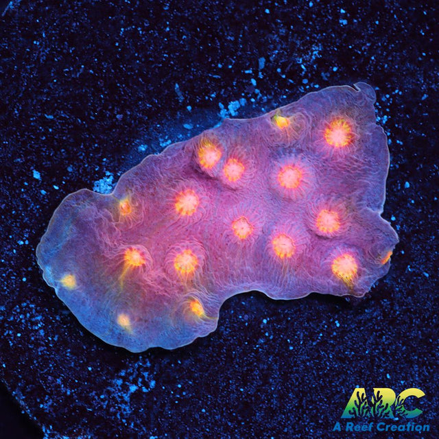 ARC Halley's Comet Scrolling Cyphastrea