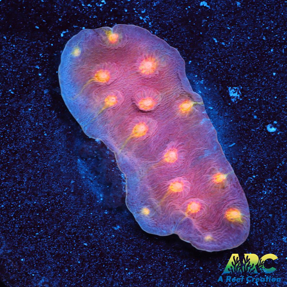 ARC Halley's Comet Scrolling Cyphastrea