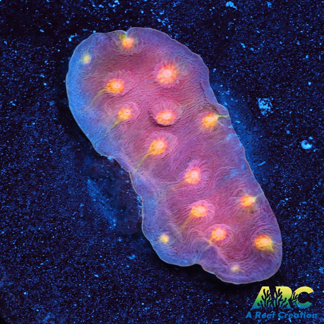 ARC Halley's Comet Scrolling Cyphastrea