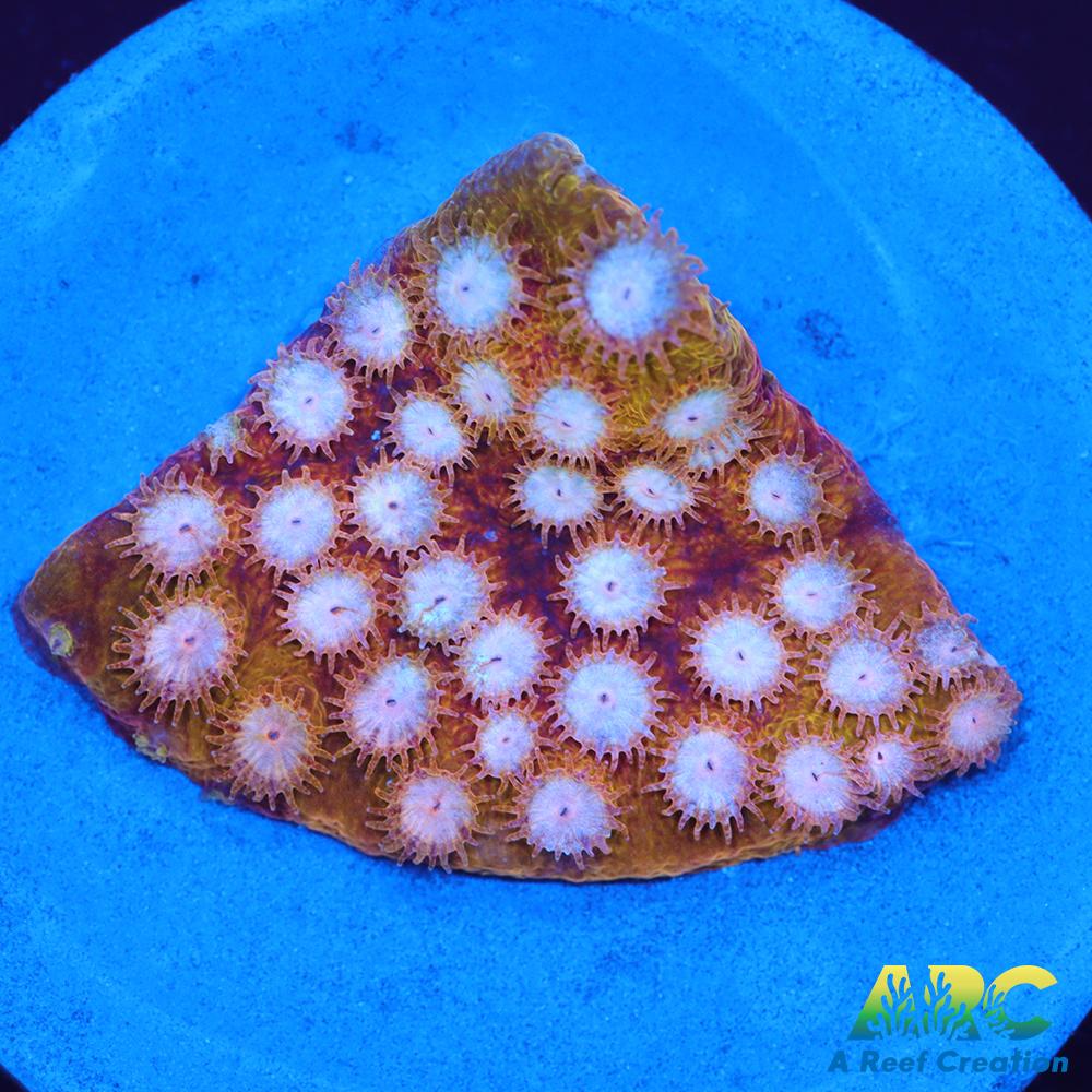 FF Yellow Cyphastrea