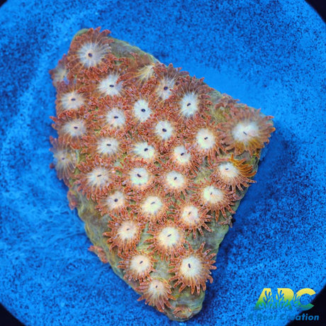 Sand Dune Cyphastrea